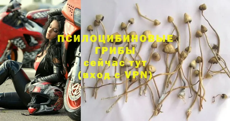 Галлюциногенные грибы Magic Shrooms  Кандалакша 